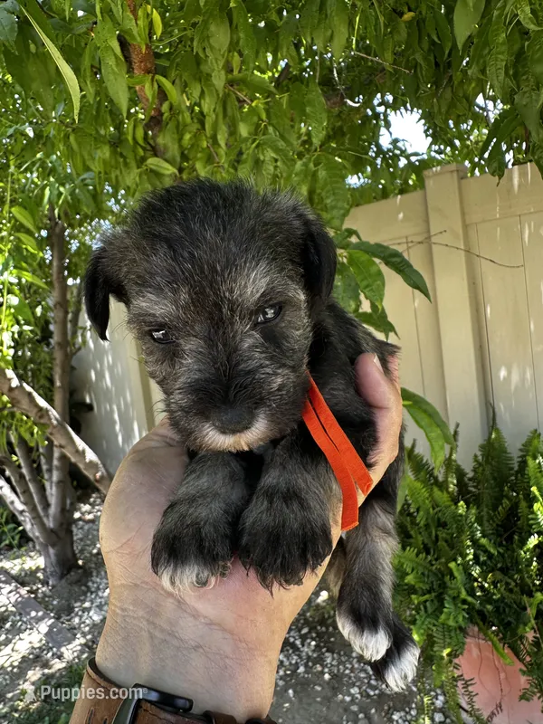 Orange  – Miniature Schnauzer puppy for sale in Moreno Valley, CA