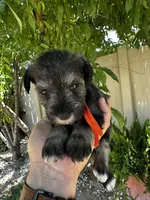 Orange , a male Miniature Schnauzer for sale in Moreno Valley, CA – 1 of 1