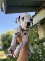 Purple , a female Dalmatian for sale in Moreno Valley, CA – 1 of 6