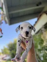 Purple , a female Dalmatian for sale in Moreno Valley, CA – 3 of 6