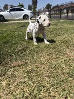 Yellow, a male Dalmatian for sale in Moreno Valley, CA – 5 of 5