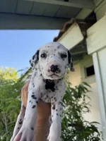 Green, a female Dalmatian for sale in Moreno Valley, CA – 5 of 5