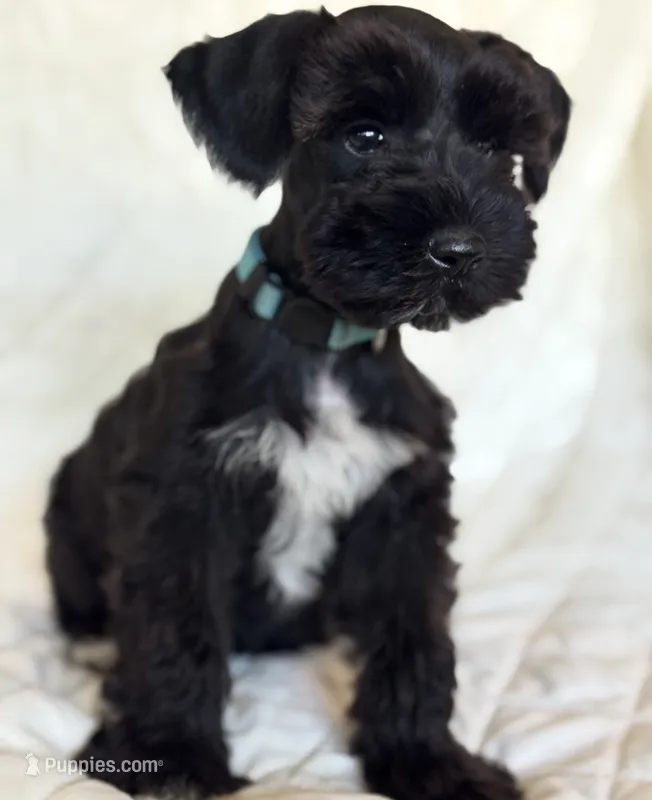 Bluee  – Miniature Schnauzer puppy for sale in Moreno Valley, CA