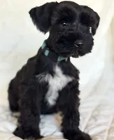 Bluee , a male Miniature Schnauzer for sale in Moreno Valley, CA – 1 of 1