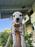 Yellow , a female Dalmatian for sale in Moreno Valley, CA – 5 of 5