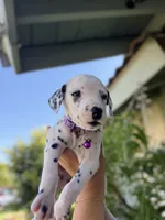 Purple , a female Dalmatian for sale in Moreno Valley, CA – 6 of 6