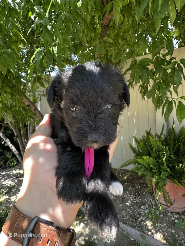 Pink – Miniature Schnauzer puppy for sale in Moreno Valley, CA