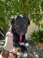Pink, a female Miniature Schnauzer for sale in Moreno Valley, CA – 1 of 1