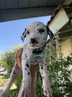 Green, a female Dalmatian for sale in Moreno Valley, CA – 1 of 5