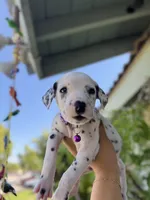 Purple , a female Dalmatian for sale in Moreno Valley, CA – 5 of 6