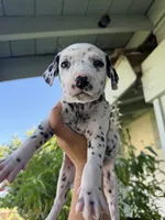 Green, a female Dalmatian for sale in Moreno Valley, CA – 3 of 5