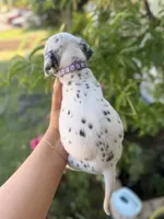 Purple , a female Dalmatian for sale in Moreno Valley, CA – 4 of 6
