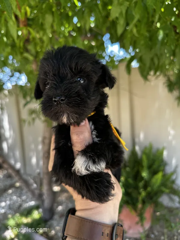 Yellow – Miniature Schnauzer puppy for sale in Moreno Valley, CA