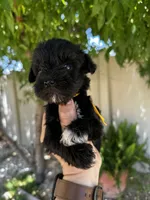 Yellow, a female Miniature Schnauzer for sale in Moreno Valley, CA – 1 of 1