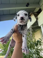 Green, a female Dalmatian for sale in Moreno Valley, CA – 2 of 5