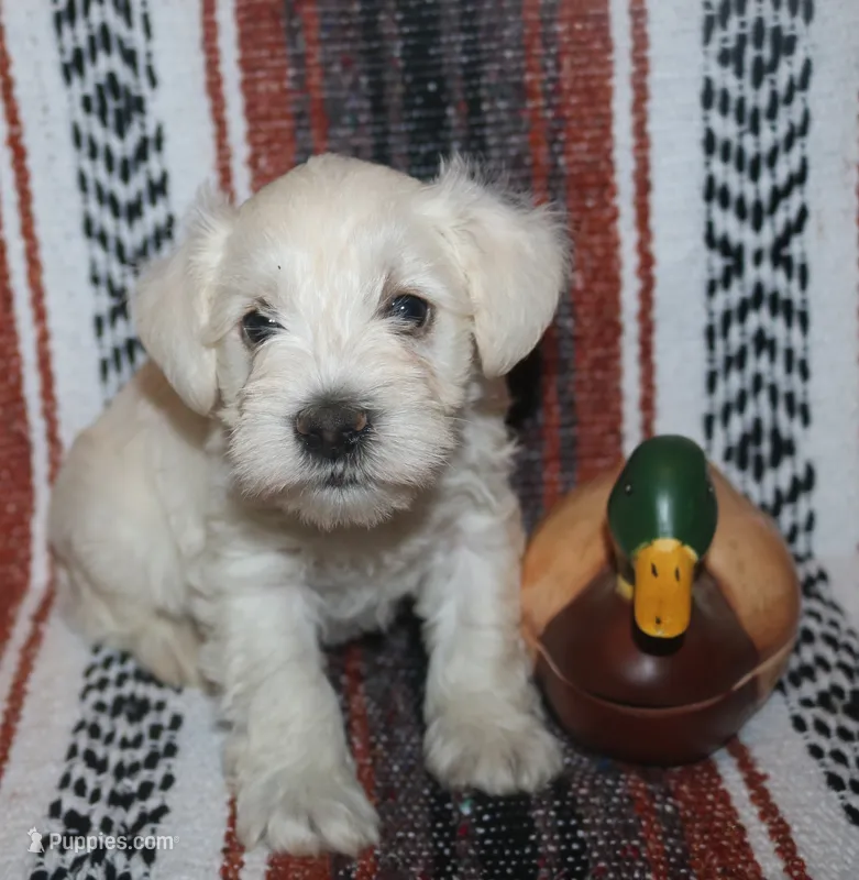 Liza Puppy 3 AKC – Miniature Schnauzer puppy for sale in Robertsdale, AL