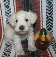 Liza Puppy 3 AKC, a male Miniature Schnauzer for sale in Robertsdale, AL – 1 of 3