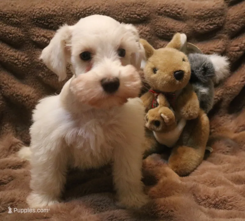 Melody Puppy 3 - AKC – Miniature Schnauzer puppy for sale in Robertsdale, AL