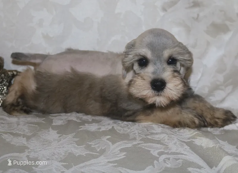 Liza 4 AKC – Miniature Schnauzer puppy for sale in Robertsdale, AL