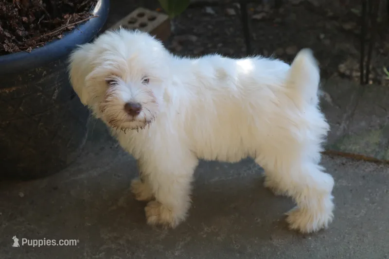Melody puppy 5 AKC – Miniature Schnauzer puppy for sale in Robertsdale, AL