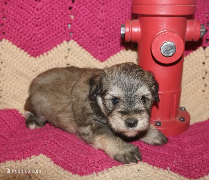 Liza Puppy 4 AKC – Miniature Schnauzer puppy for sale in Robertsdale, AL