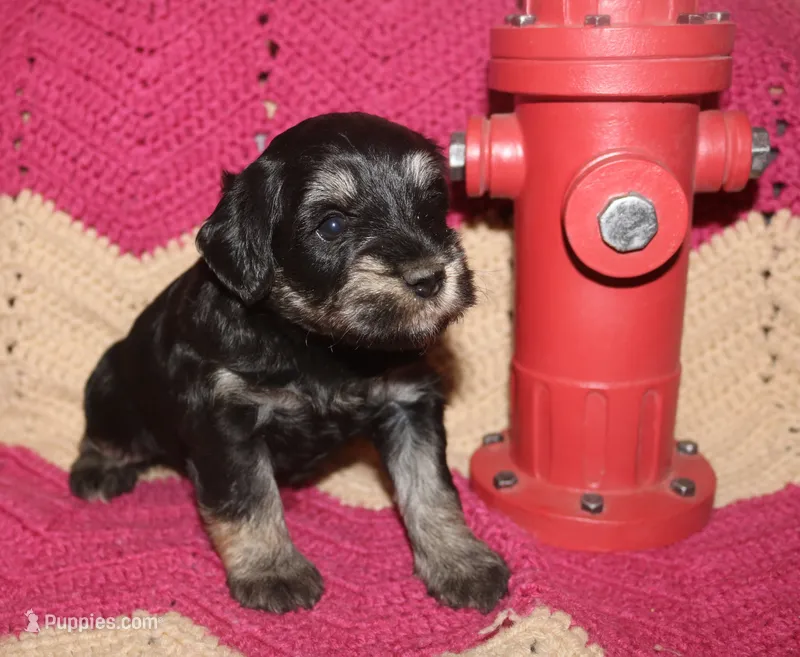Liza Puppy 2 AKC – Miniature Schnauzer puppy for sale in Robertsdale, AL