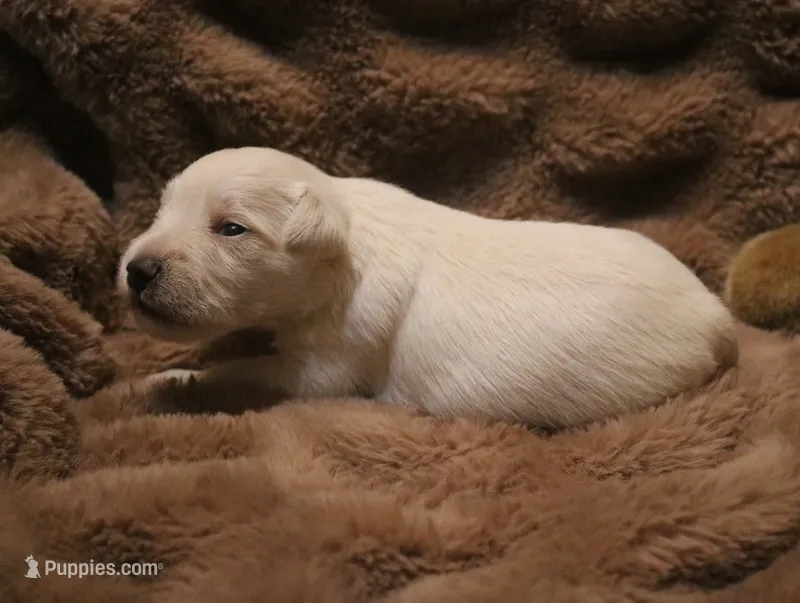 Liza Puppy 3 AKC – Miniature Schnauzer puppy for sale in Robertsdale, AL