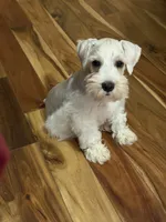 Liza 3 AKC toy size, a male Miniature Schnauzer for sale in Robertsdale, AL – 1 of 4