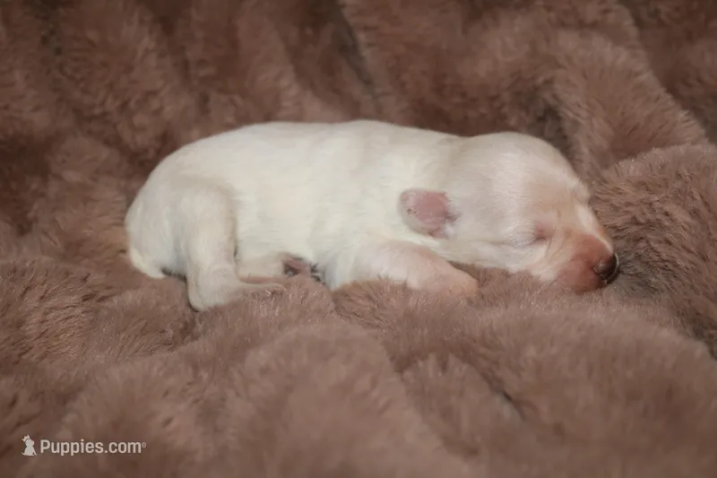 Melody puppy 5 AKC – Miniature Schnauzer puppy for sale in Robertsdale, AL