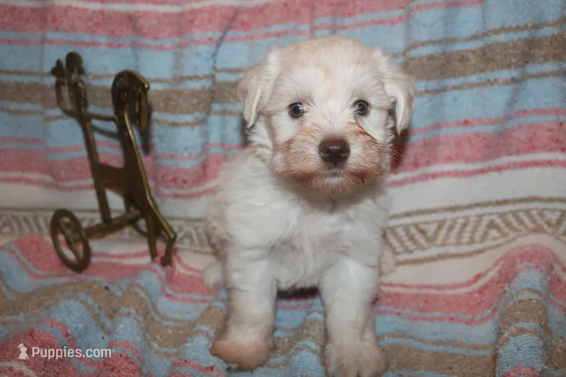 Melody puppy 5 AKC – Miniature Schnauzer puppy for sale in Robertsdale, AL