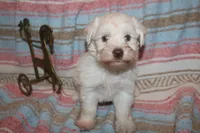 Melody puppy 5 AKC, a female Miniature Schnauzer for sale in Robertsdale, AL – 1 of 3
