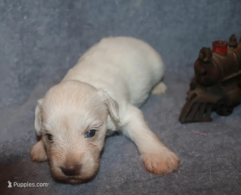 Melody puppy 5 AKC – Miniature Schnauzer puppy for sale in Robertsdale, AL