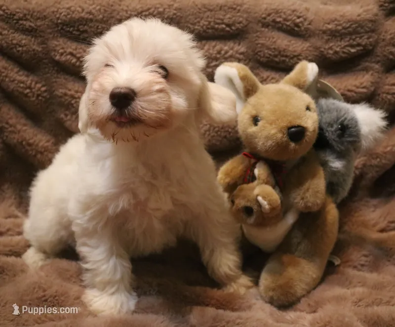Melody puppy 5 AKC – Miniature Schnauzer puppy for sale in Robertsdale, AL