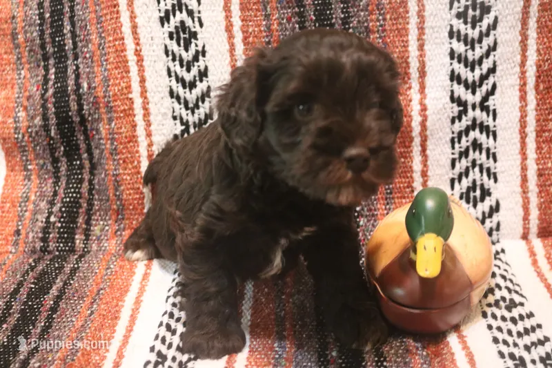 Liza 1 AKC – Miniature Schnauzer puppy for sale in Robertsdale, AL