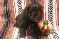 Liza 1 AKC, a male Miniature Schnauzer for sale in Robertsdale, AL – 1 of 3