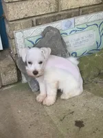 Melody Puppy 3 - AKC, a female Miniature Schnauzer for sale in Robertsdale, AL – 1 of 5