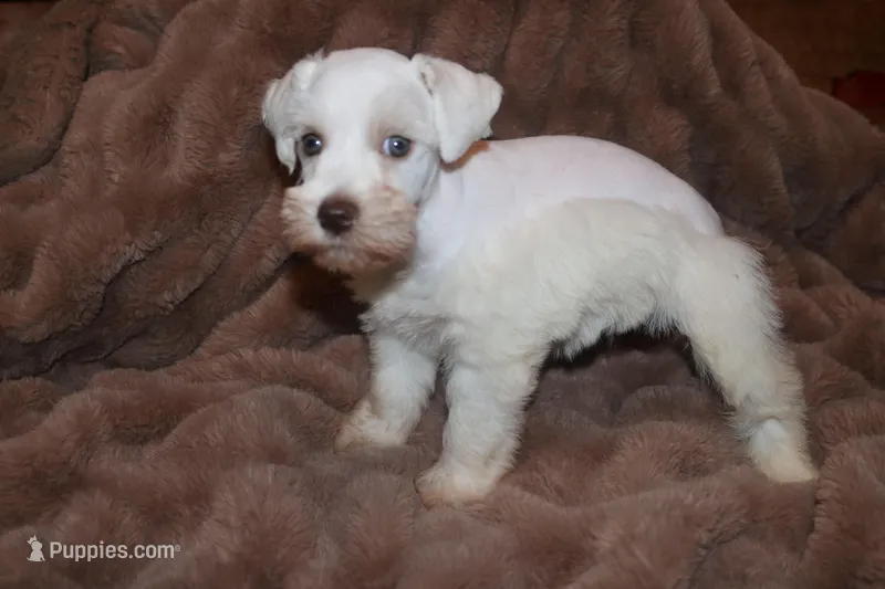 Melody Puppy 3 - AKC – Miniature Schnauzer puppy for sale in Robertsdale, AL