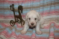 Melody Puppy 3 - AKC, a female Miniature Schnauzer for sale in Robertsdale, AL – 3 of 5