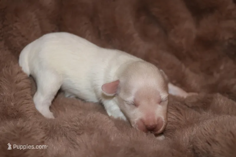 Melody Puppy 3 - AKC – Miniature Schnauzer puppy for sale in Robertsdale, AL