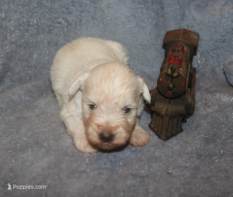 Melody Puppy 3 - AKC – Miniature Schnauzer puppy for sale in Robertsdale, AL