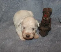 Melody Puppy 3 - AKC, a female Miniature Schnauzer for sale in Robertsdale, AL – 4 of 5
