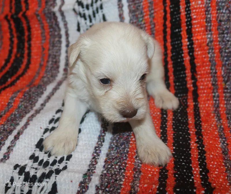 Christy puppy 3 - AKC – Miniature Schnauzer puppy for sale in Robertsdale, AL