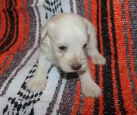 Christy puppy 3 - AKC, a female Miniature Schnauzer for sale in Robertsdale, AL – 1 of 1