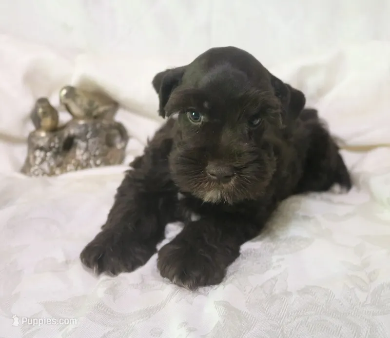 Liza 1 AKC – Miniature Schnauzer puppy for sale in Robertsdale, AL