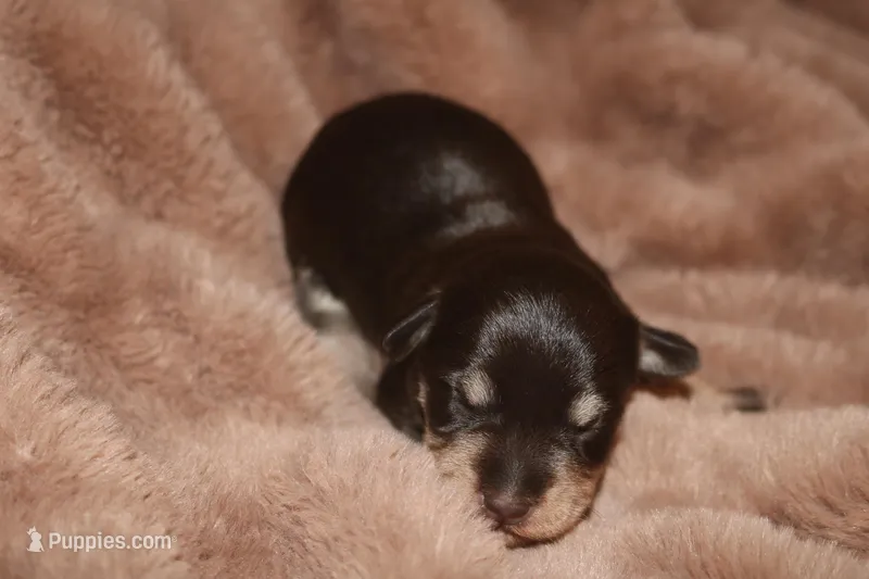 Melody puppy 6 AKC – Miniature Schnauzer puppy for sale in Robertsdale, AL