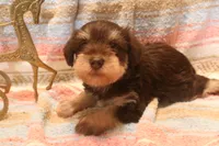 Melody puppy 6 AKC, a female Miniature Schnauzer for sale in Robertsdale, AL – 1 of 3