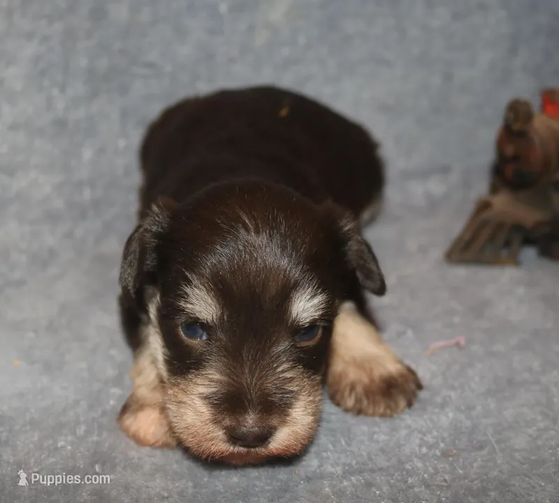 Melody puppy 6 AKC – Miniature Schnauzer puppy for sale in Robertsdale, AL