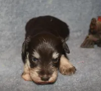 Melody puppy 6 AKC, a female Miniature Schnauzer for sale in Robertsdale, AL – 2 of 3