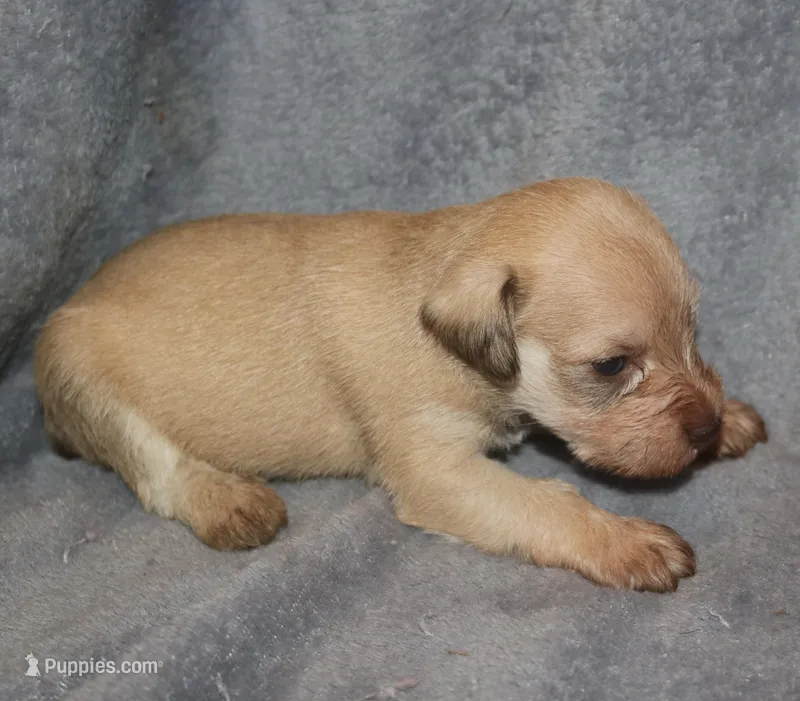 Melody Puppy 2 -AKC – Miniature Schnauzer puppy for sale in Robertsdale, AL