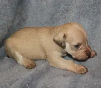 Melody Puppy 2 -AKC, a male Miniature Schnauzer for sale in Robertsdale, AL – 2 of 4